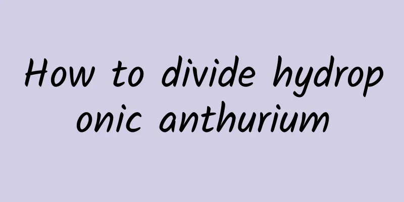 How to divide hydroponic anthurium