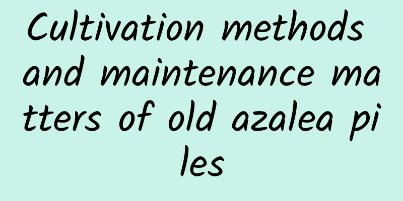 Cultivation methods and maintenance matters of old azalea piles