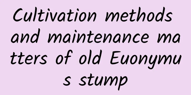 Cultivation methods and maintenance matters of old Euonymus stump