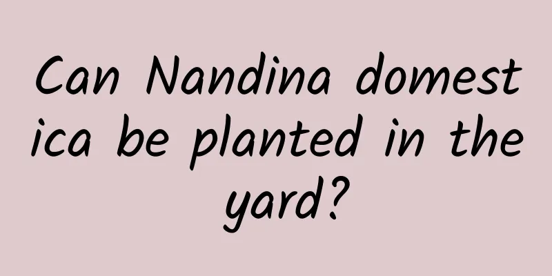 Can Nandina domestica be planted in the yard?