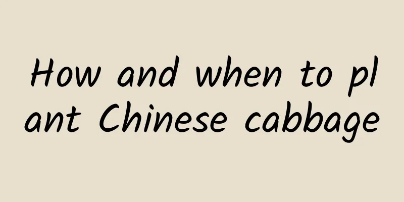 How and when to plant Chinese cabbage