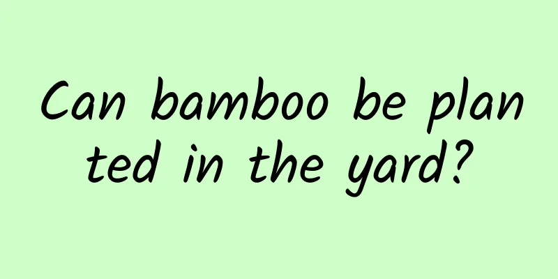 Can bamboo be planted in the yard?
