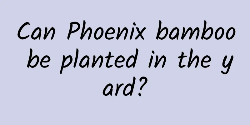 Can Phoenix bamboo be planted in the yard?