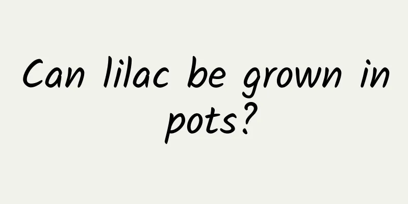 Can lilac be grown in pots?