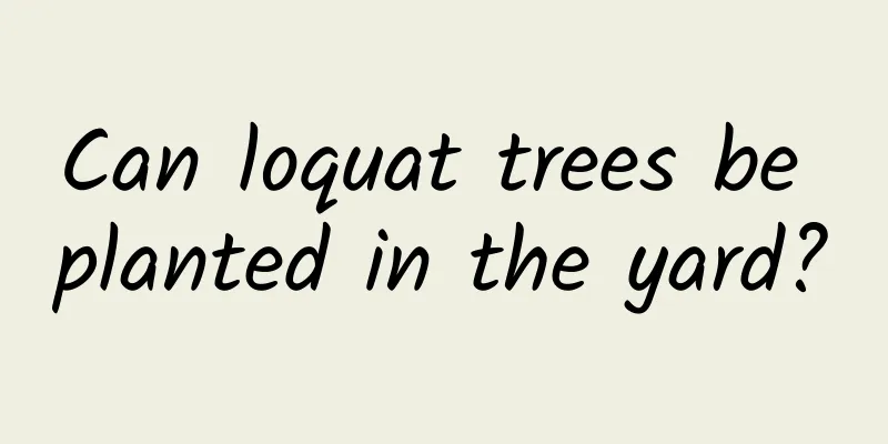 Can loquat trees be planted in the yard?