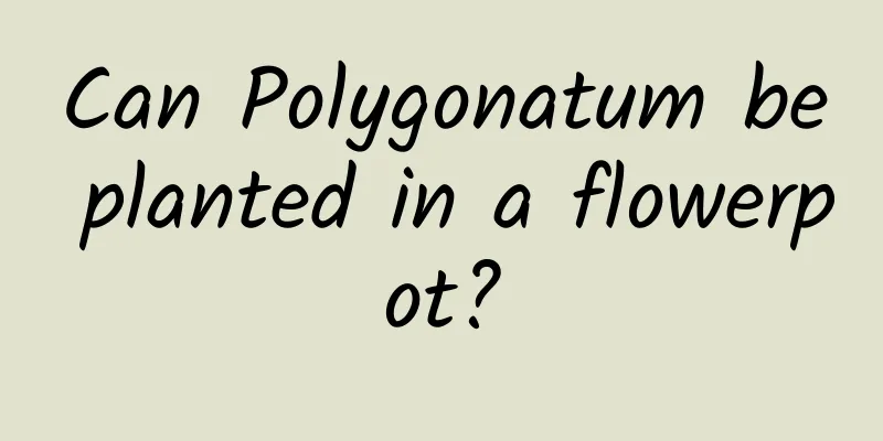 Can Polygonatum be planted in a flowerpot?