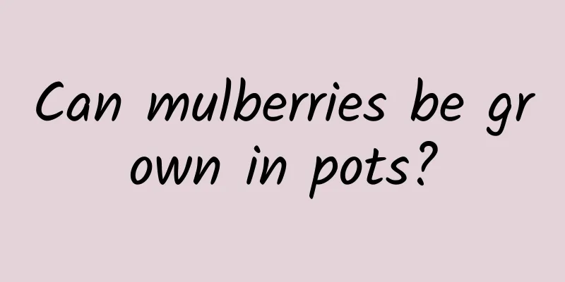 Can mulberries be grown in pots?