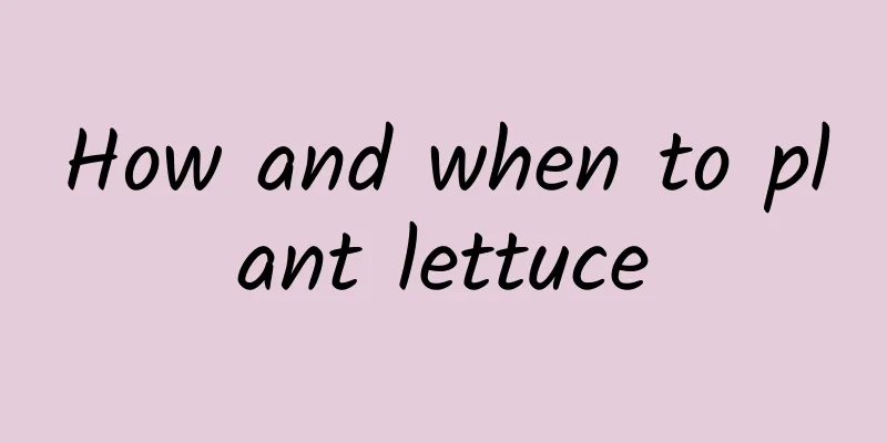 How and when to plant lettuce