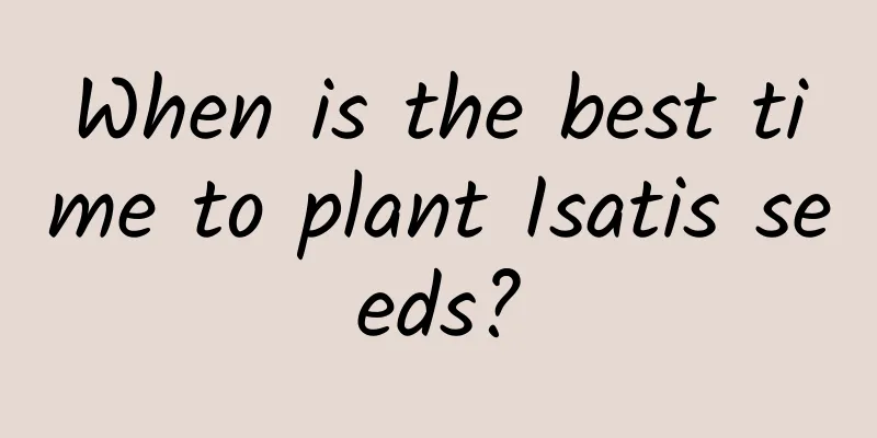 When is the best time to plant Isatis seeds?