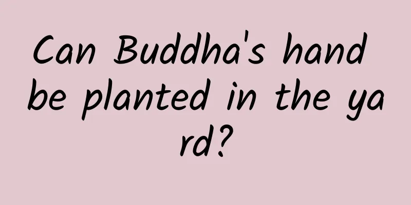 Can Buddha's hand be planted in the yard?