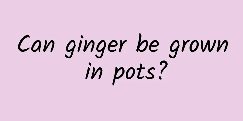 Can ginger be grown in pots?
