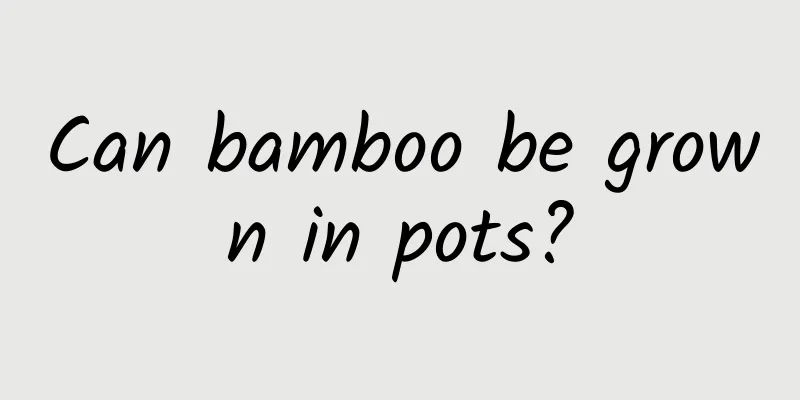 Can bamboo be grown in pots?