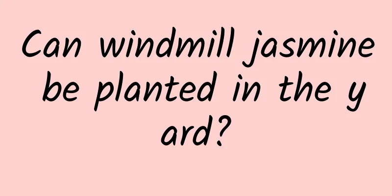 Can windmill jasmine be planted in the yard?