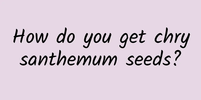 How do you get chrysanthemum seeds?