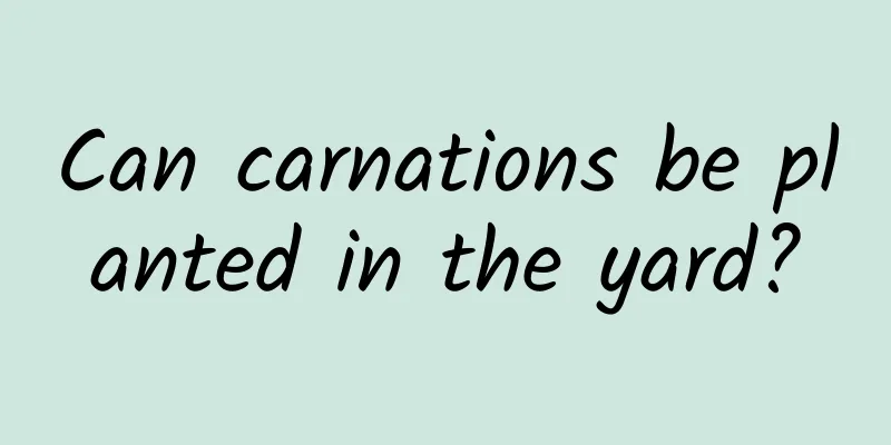 Can carnations be planted in the yard?