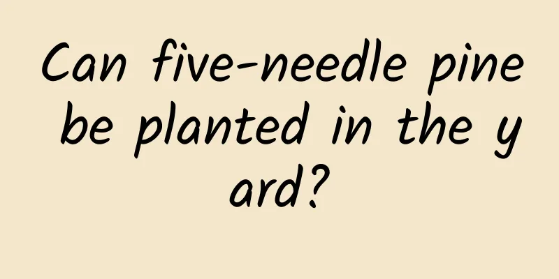 Can five-needle pine be planted in the yard?