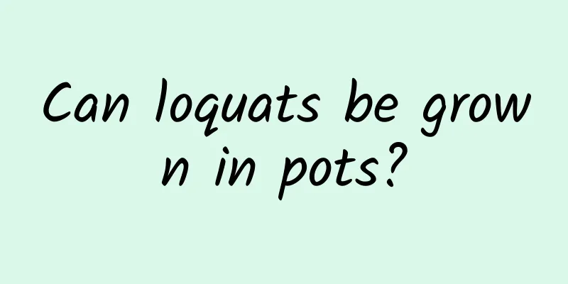 Can loquats be grown in pots?