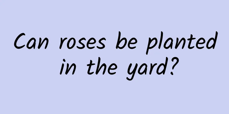 Can roses be planted in the yard?