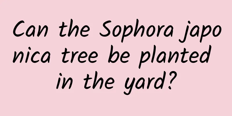 Can the Sophora japonica tree be planted in the yard?