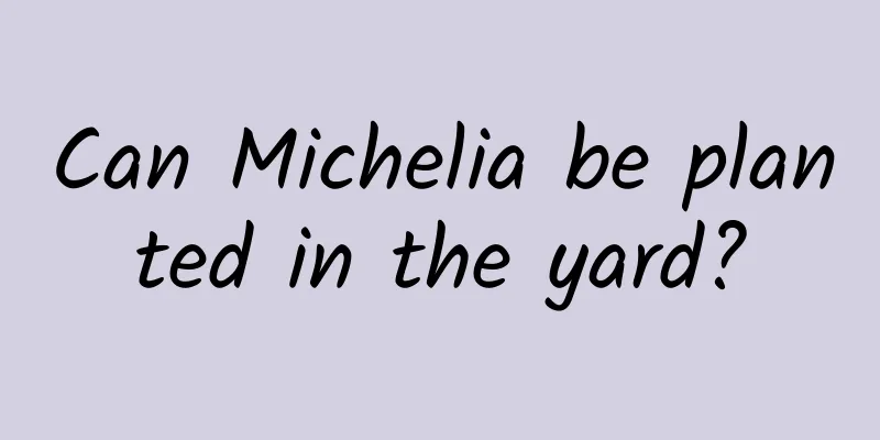 Can Michelia be planted in the yard?