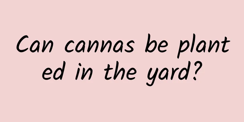 Can cannas be planted in the yard?