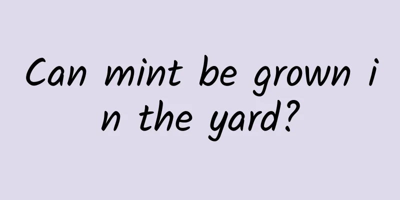 Can mint be grown in the yard?
