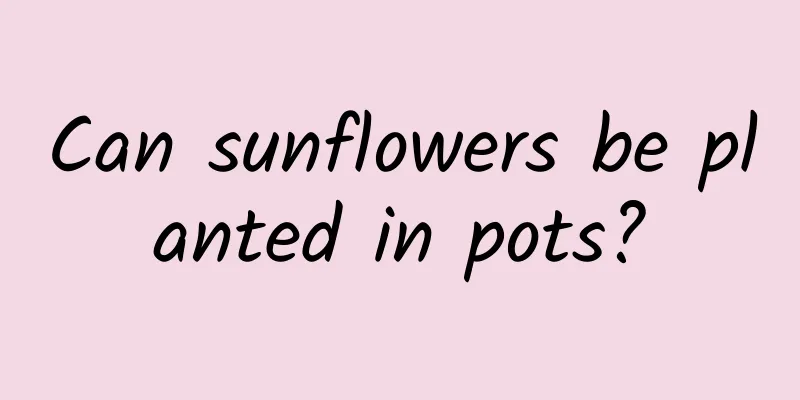 Can sunflowers be planted in pots?