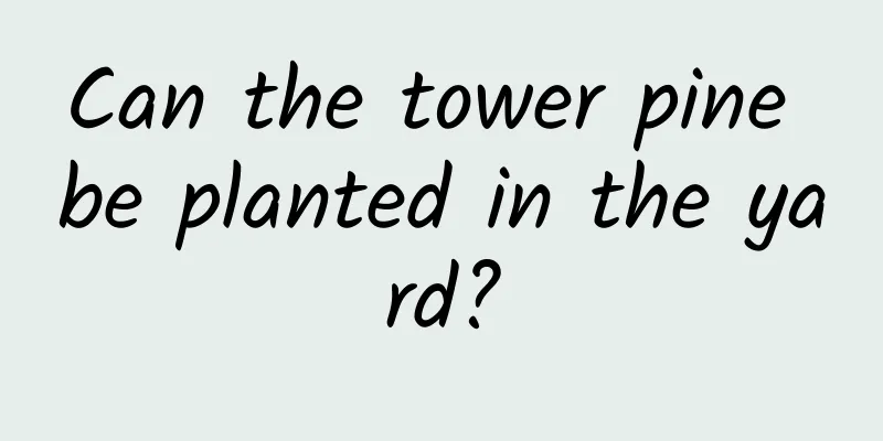 Can the tower pine be planted in the yard?