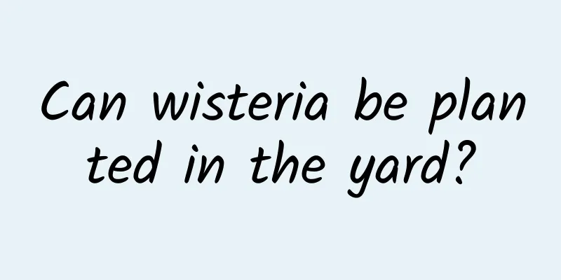 Can wisteria be planted in the yard?