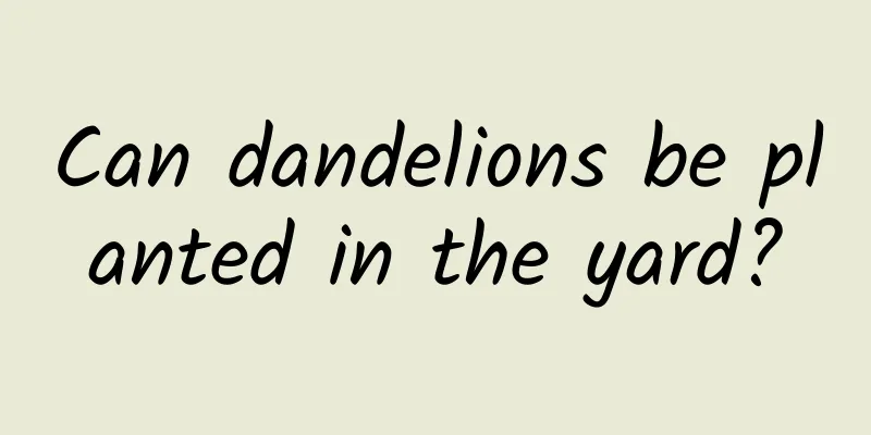 Can dandelions be planted in the yard?