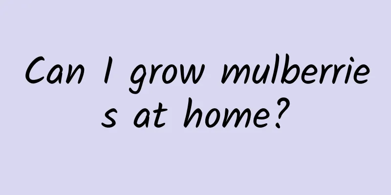 Can I grow mulberries at home?