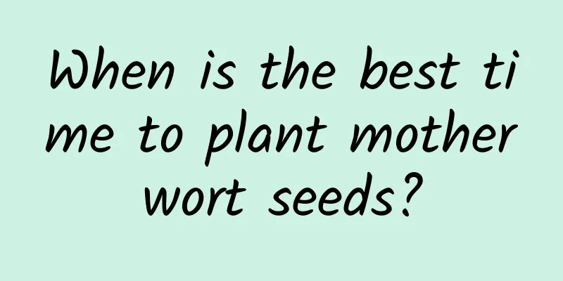 When is the best time to plant motherwort seeds?