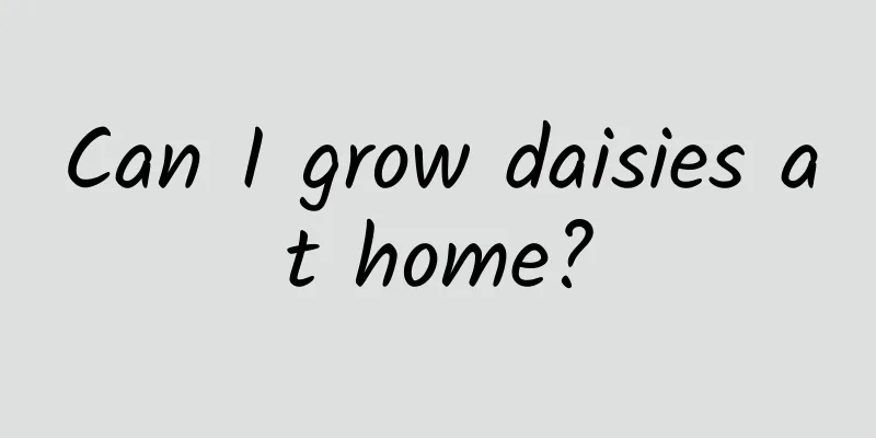 Can I grow daisies at home?