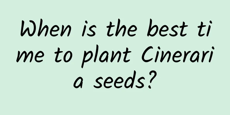 When is the best time to plant Cineraria seeds?
