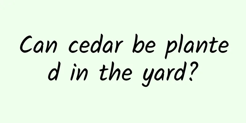 Can cedar be planted in the yard?