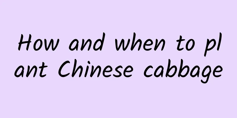 How and when to plant Chinese cabbage