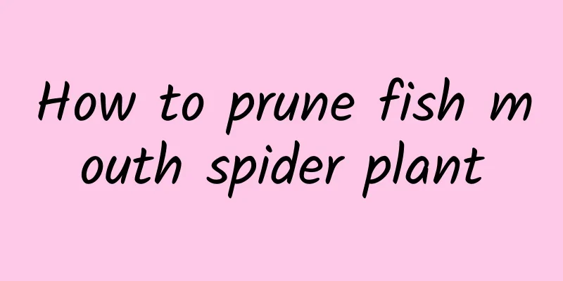 How to prune fish mouth spider plant