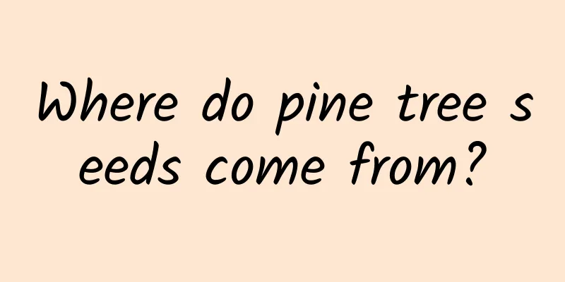 Where do pine tree seeds come from?