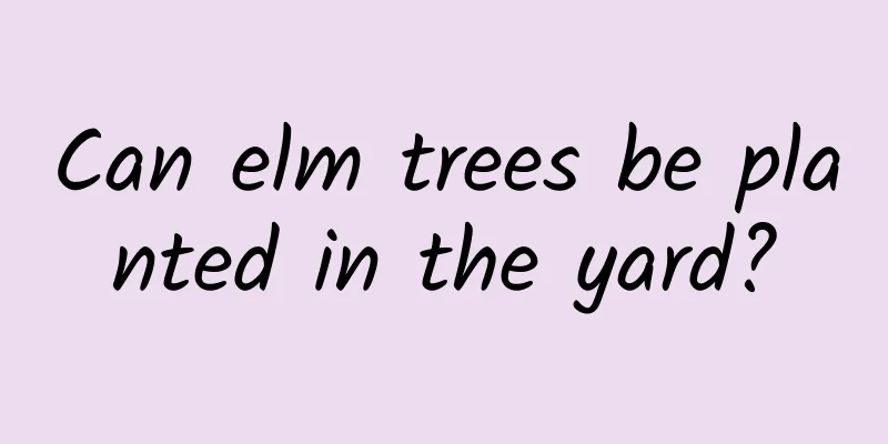 Can elm trees be planted in the yard?