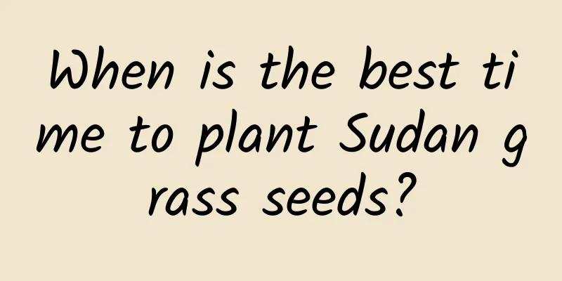 When is the best time to plant Sudan grass seeds?