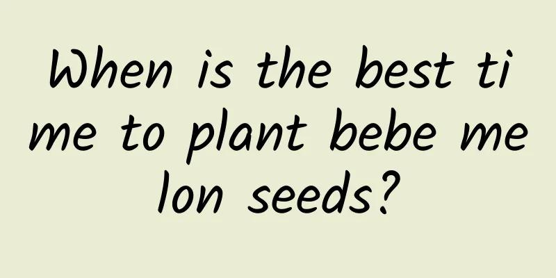 When is the best time to plant bebe melon seeds?