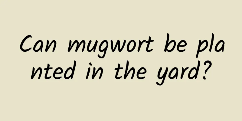 Can mugwort be planted in the yard?