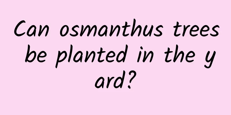 Can osmanthus trees be planted in the yard?