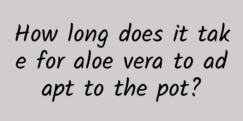How long does it take for aloe vera to adapt to the pot?
