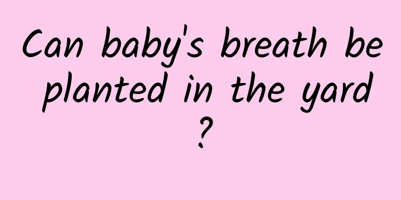 Can baby's breath be planted in the yard?