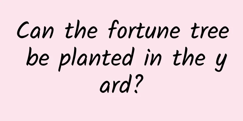 Can the fortune tree be planted in the yard?