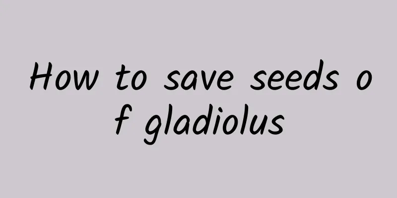 How to save seeds of gladiolus