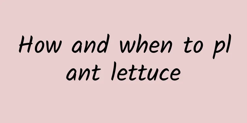 How and when to plant lettuce