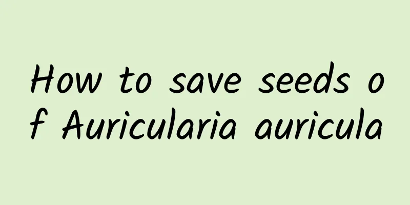 How to save seeds of Auricularia auricula
