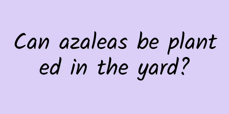 Can azaleas be planted in the yard?